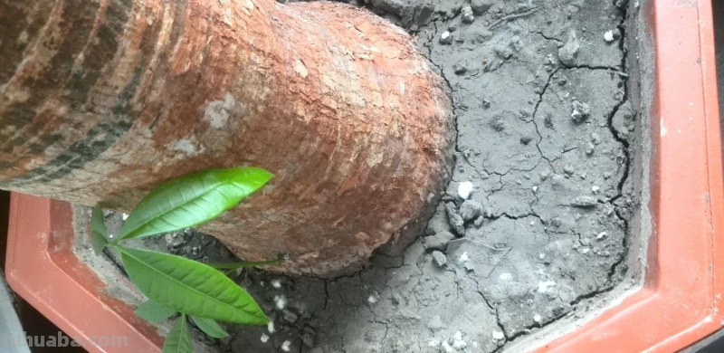 北方怎样养殖发财树，这样养，发财树戳房顶啦