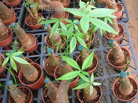 北方怎样养殖发财树，这样养，发财树戳房顶啦