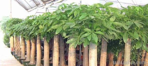 北方怎样养殖发财树，这样养，发财树戳房顶啦