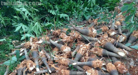 北方怎样养殖发财树，这样养，发财树戳房顶啦