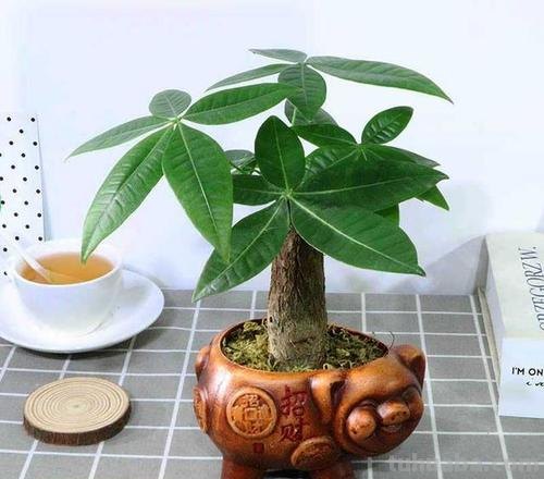 发财树有“3怕2不喜”,很多人都做错了,难怪养不好