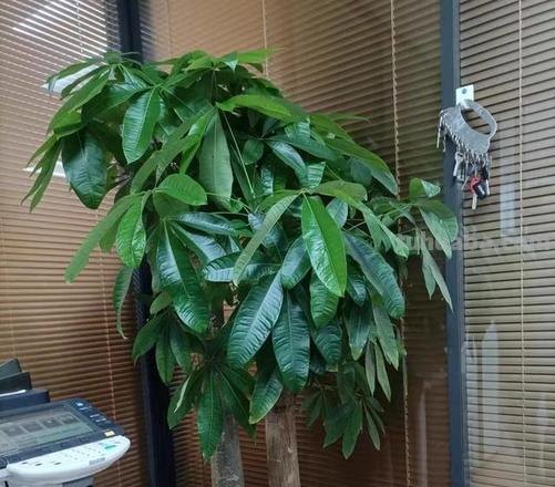 发财树有“3怕2不喜”,很多人都做错了,难怪养不好