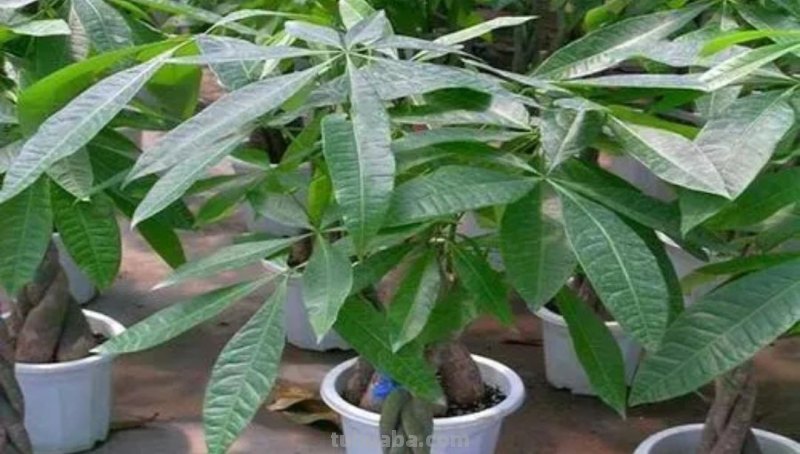 发财树有“3怕2不喜”，很多人都做错了，难怪养不好