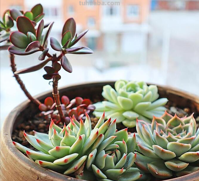 多肉植物夏日怎么养？一篇文章教你快速上手
