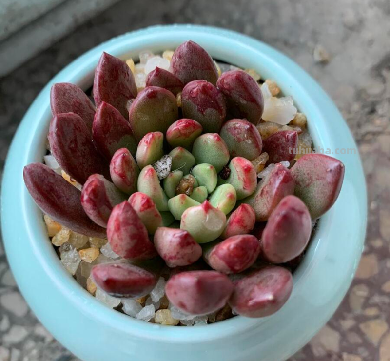 多肉植物夏日怎么养？一篇文章教你快速上手
