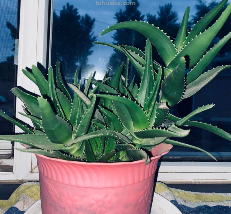 多肉植物夏日怎么养？一篇文章教你快速上手
