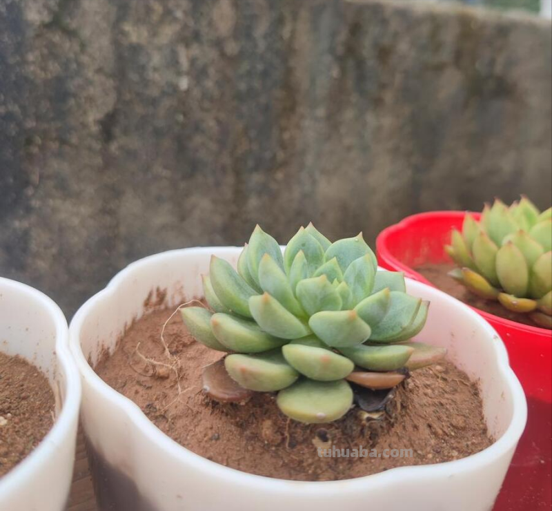 多肉植物夏日怎么养？一篇文章教你快速上手