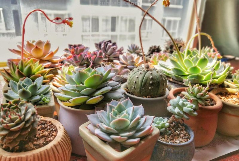 多肉植物夏日怎么养？一篇文章教你快速上手