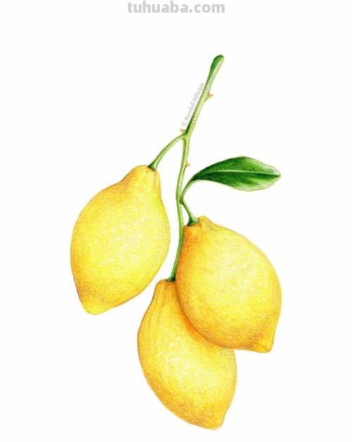 彩铅画花和水果怎么画 水果蔬菜彩铅画教程？