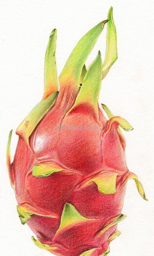 彩铅画花和水果怎么画 水果蔬菜彩铅画教程？
