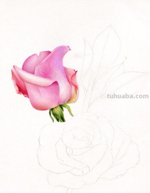 彩铅画月季花瓣怎么画 如何画花瓣又简单又好看？
