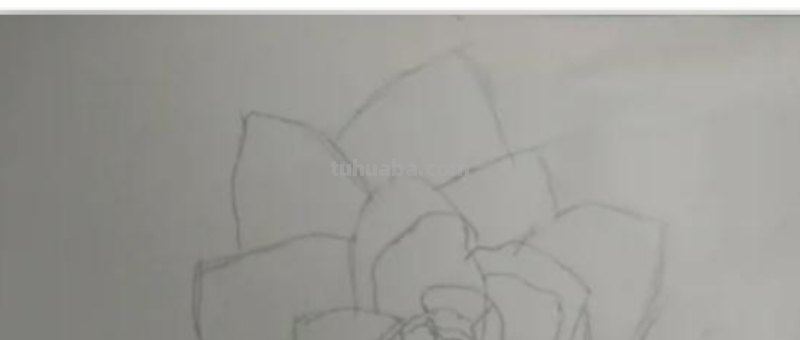 彩铅画月季花瓣怎么画 如何画花瓣又简单又好看？