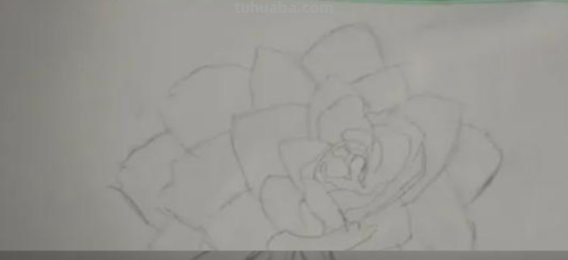 彩铅画月季花瓣怎么画 如何画花瓣又简单又好看？
