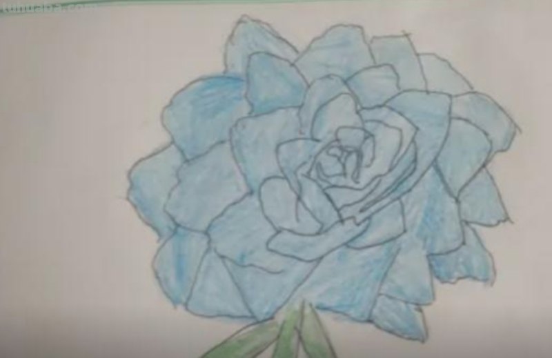 彩铅画月季花瓣怎么画 如何画花瓣又简单又好看？