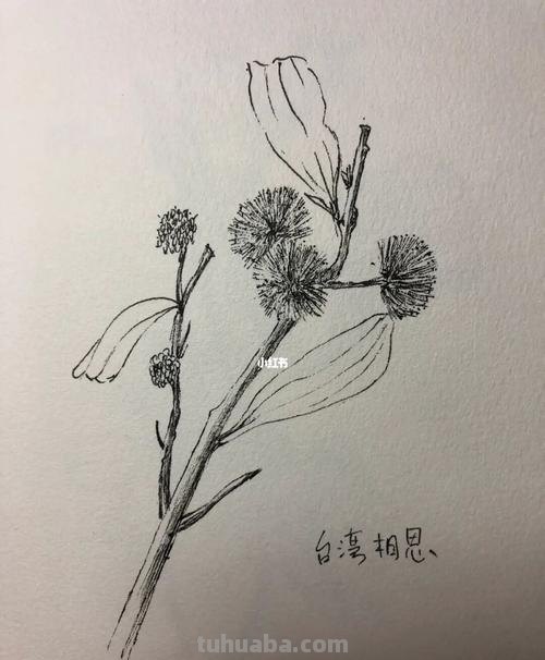 花草速写组合 花鸟速写教程？