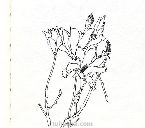 花草速写组合 花鸟速写教程？