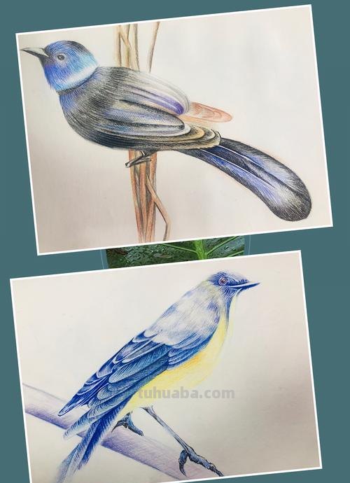 美术机构老师的彩铅画作品，细腻却不失单调