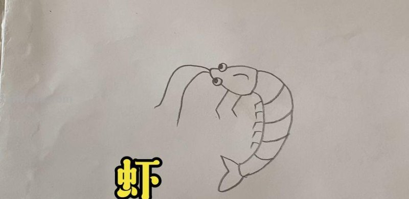 怎么画虾简笔画图画 教你五步画虾？