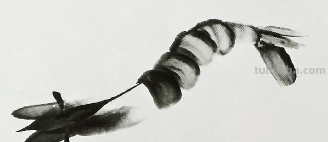 怎么画虾简笔画图画 教你五步画虾？
