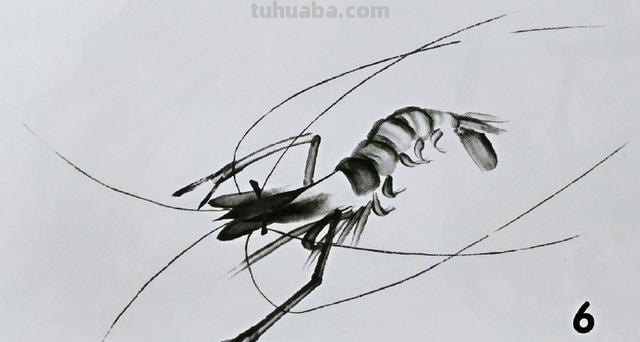 怎么画虾简笔画图画 教你五步画虾？