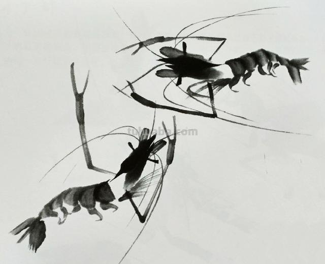 怎么画虾简笔画图画 教你五步画虾？