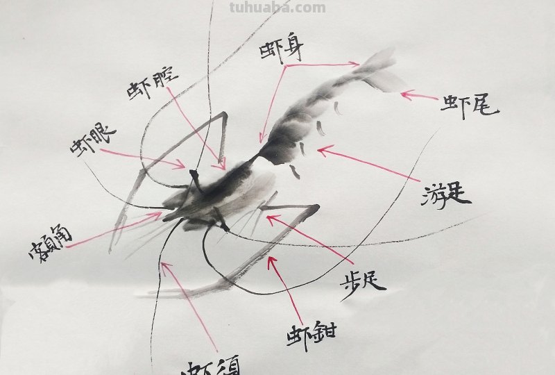 怎么画虾简笔画图画 教你五步画虾？