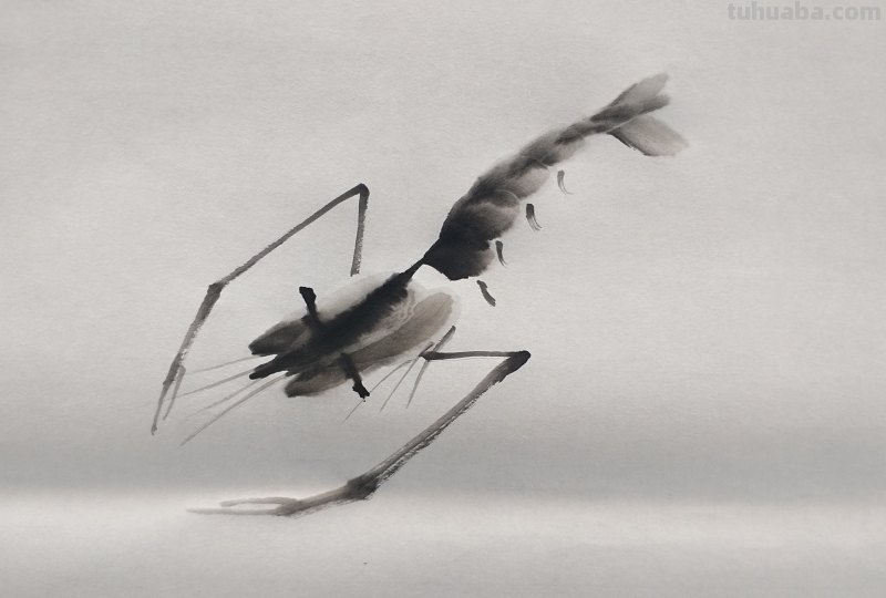 怎么画虾简笔画图画 教你五步画虾？