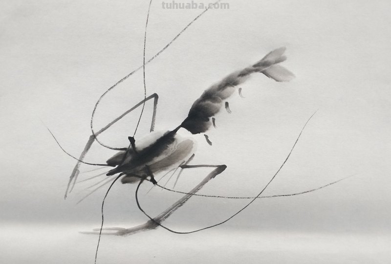 怎么画虾简笔画图画 教你五步画虾？