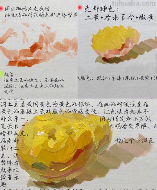 土豆色彩静物及土豆色彩静物单体 