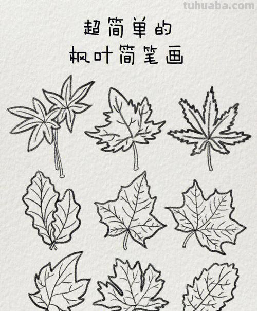 枫叶怎么画简笔画图画 如何简单画枫叶？