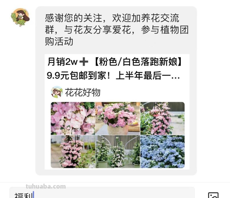 盆栽花这么养，枝繁叶茂，花苞突突冒