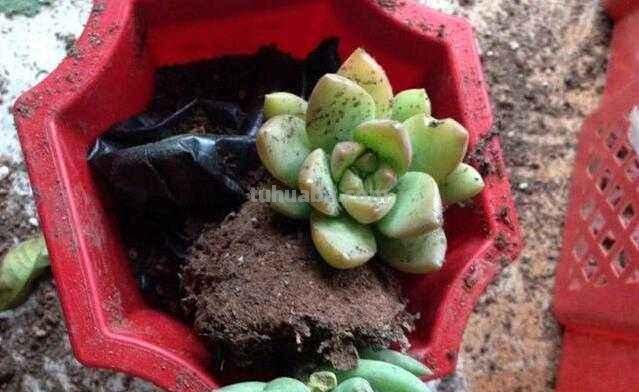 多肉浇水多了会丑爆，调整浇水频率，让多肉变好看