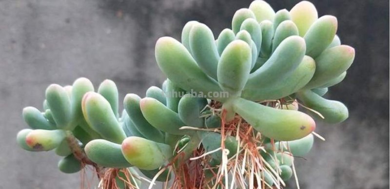 多肉植物护理：了解多肉养护的诀窍！