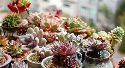 多肉植物护理：了解多肉养护的诀窍！