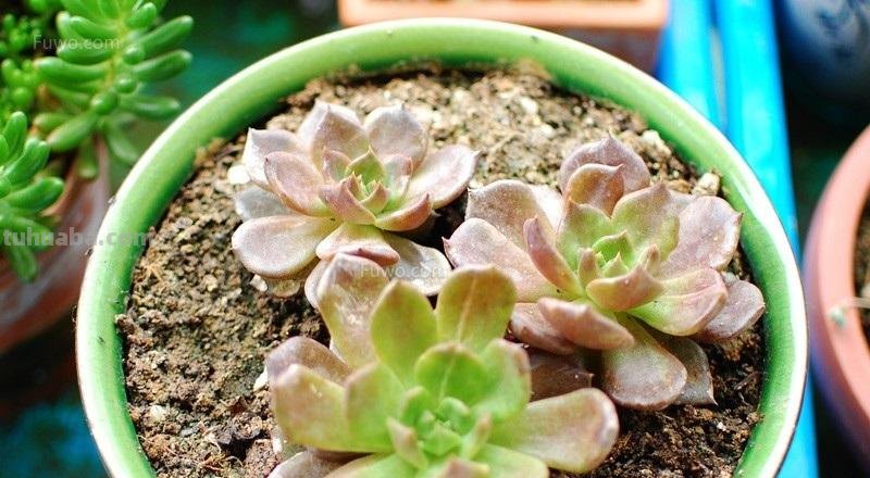 多肉植物护理：了解多肉养护的诀窍！