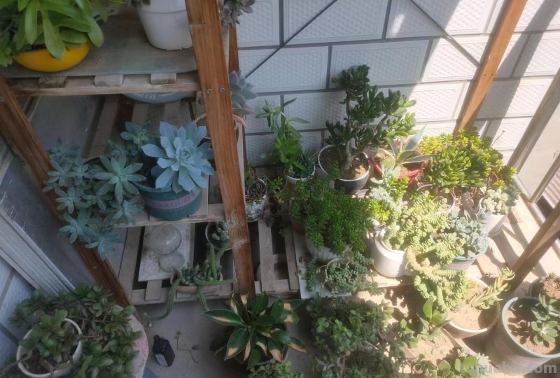 多肉植物护理：了解多肉养护的诀窍！
