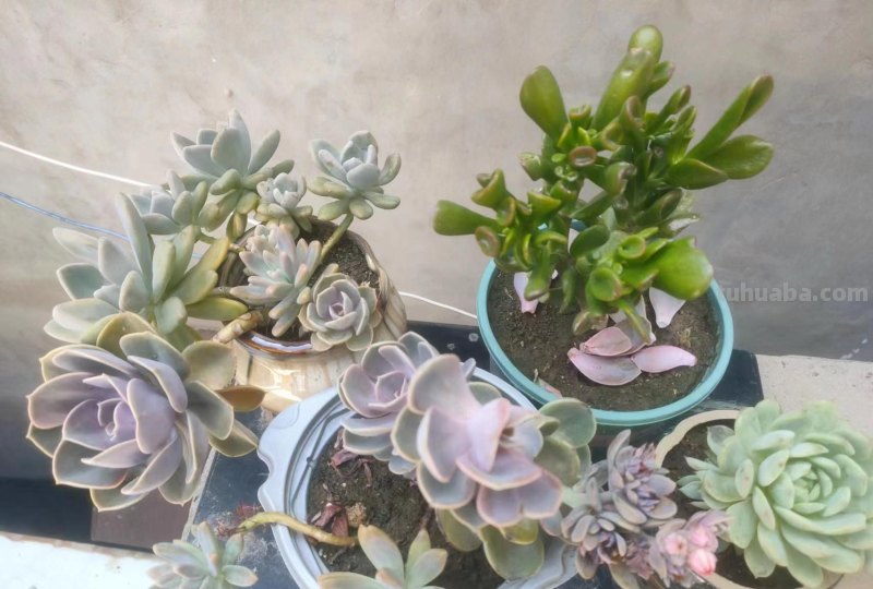 多肉植物护理：了解多肉养护的诀窍！