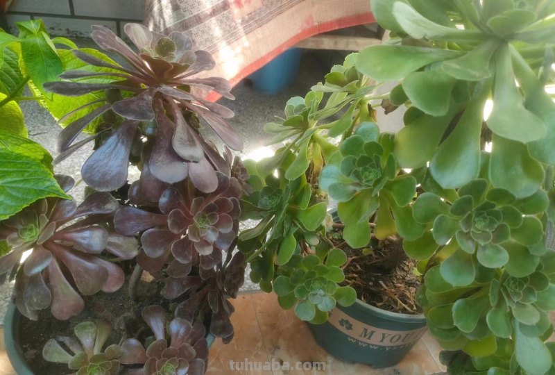 多肉植物护理：了解多肉养护的诀窍！