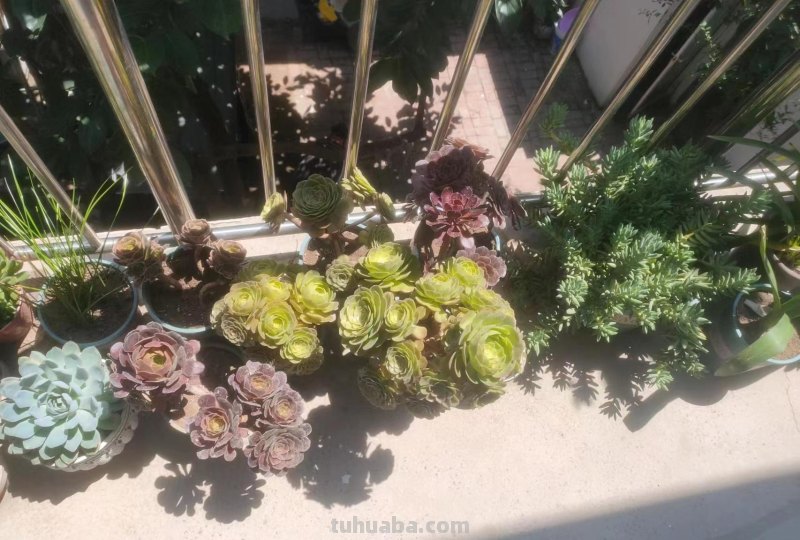 多肉植物护理：了解多肉养护的诀窍！