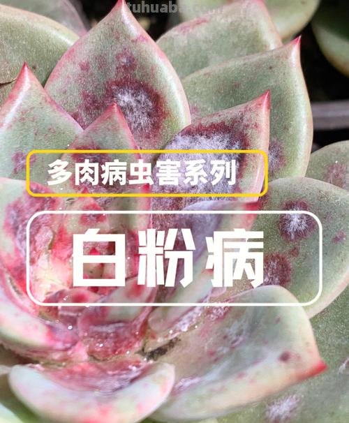 多肉绿叶变白叶，可能感染“白粉病”，稍不留神死光光