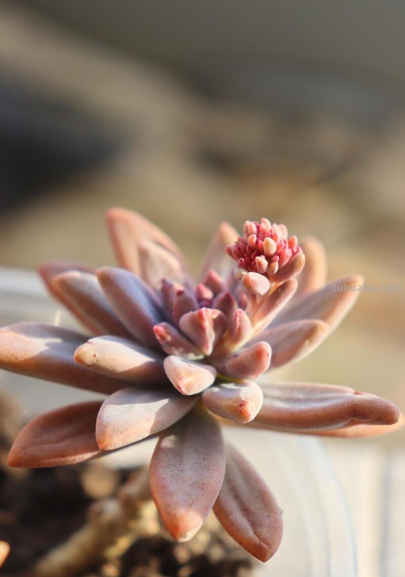 夏天多肉要懒养 水浇的越少，长得越紧实！