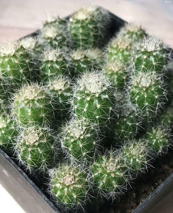 仙人球虽然好活,但抓住这4点,盆栽才能一直精神长得旺