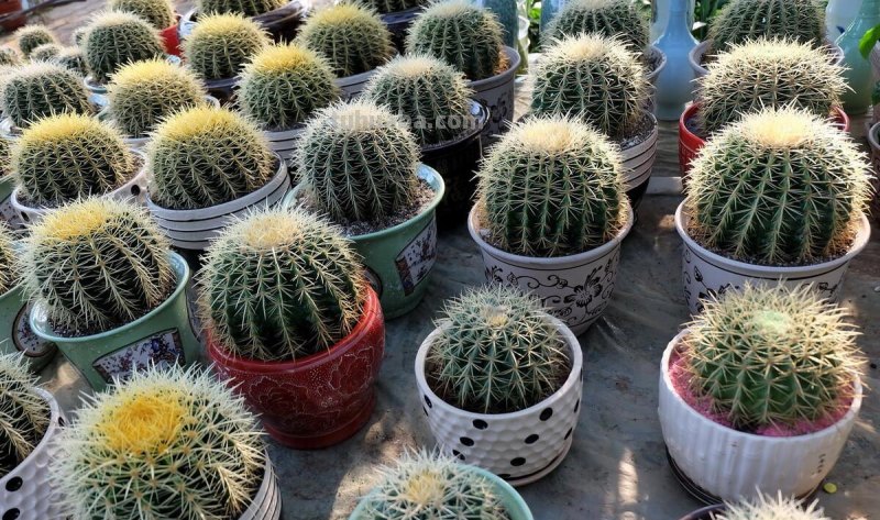 仙人球虽然好活，但抓住这4点，盆栽才能一直精神长得旺
