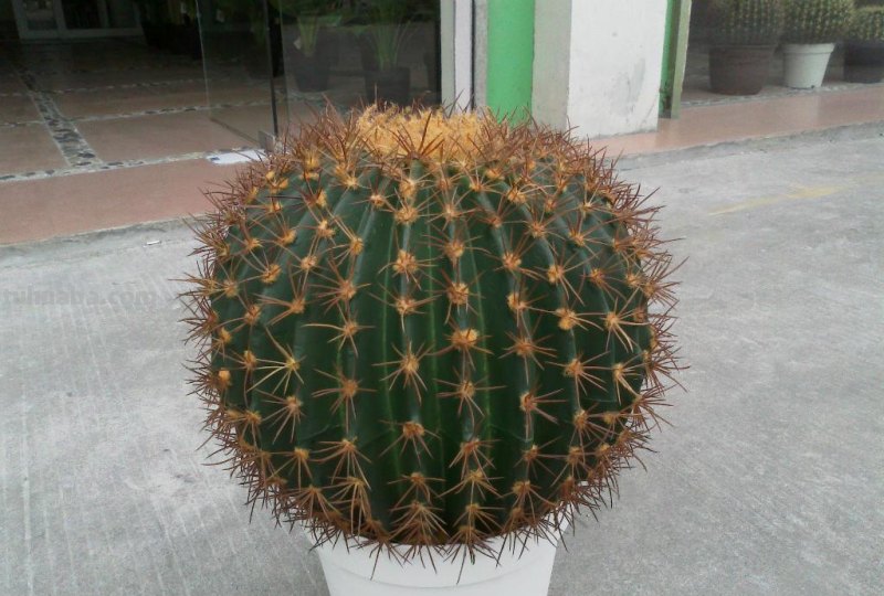 仙人球虽然好活，但抓住这4点，盆栽才能一直精神长得旺