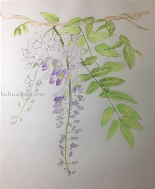 简笔彩铅画藤蔓怎么画 藤萝怎样画才简单漂亮？