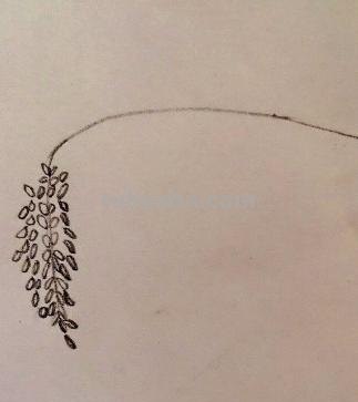 简笔彩铅画藤蔓怎么画 藤萝怎样画才简单漂亮？