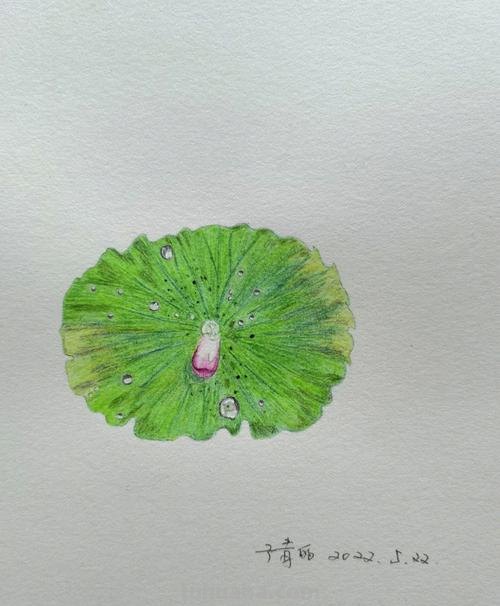 用牙签画彩铅叶子什么画 彩铅荷叶怎么上色？