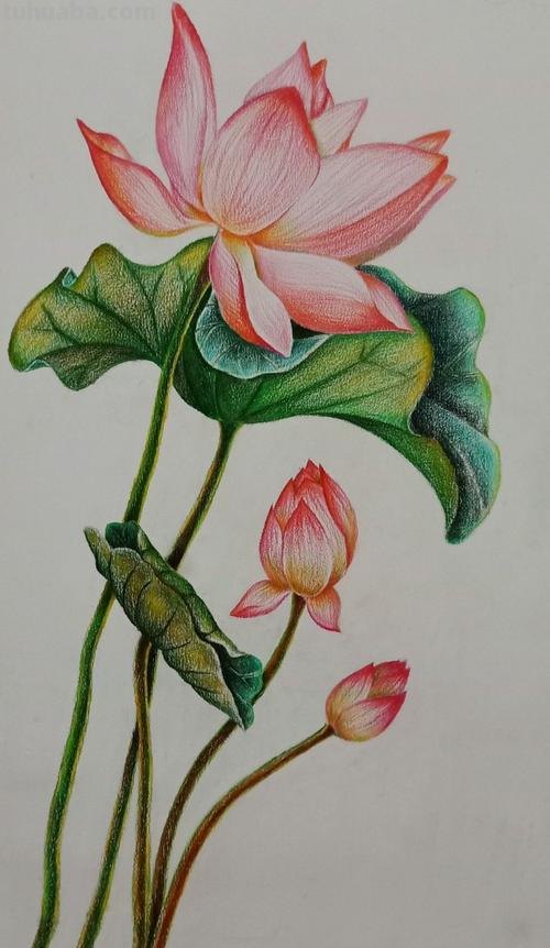 用牙签画彩铅叶子什么画 彩铅荷叶怎么上色？