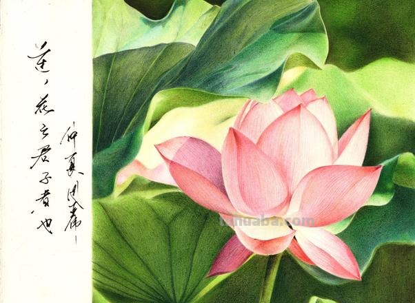 用牙签画彩铅叶子什么画 彩铅荷叶怎么上色？