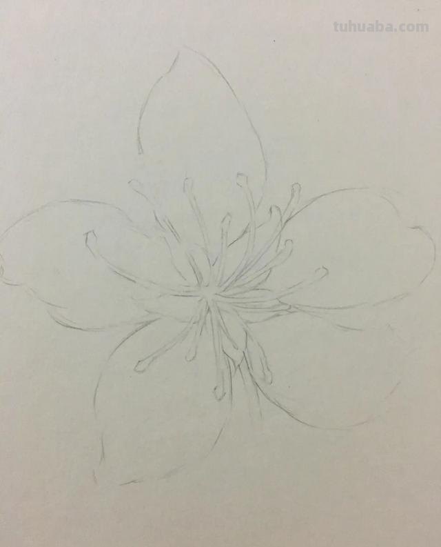 彩铅水性笔可以画什么画 油性彩铅和水性彩铅的区别？